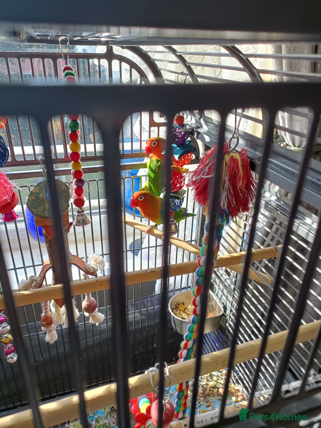 Lovebirds birds for sale: Lovebirds  - Image 6