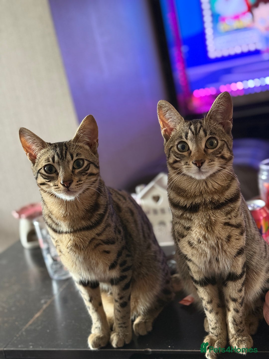 Mixed Breed cats for sale: Savannah X Siamese Kittens - Advert 2