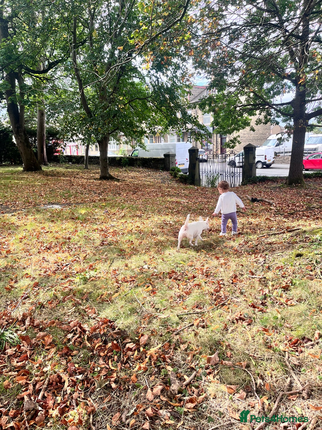 Jack Russell dogs for sale: Princess Jack Russel Female  - Image 6