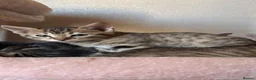Bengal cats for sale: Bengals  in London - Advert 7