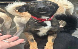 Mixed Breed dogs for adoption: Bubbles - Norwich Norfolk  - Advert 14