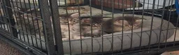 Maine Coon cats for sale: Ready Now Mainecoon kittens  - Advert 3
