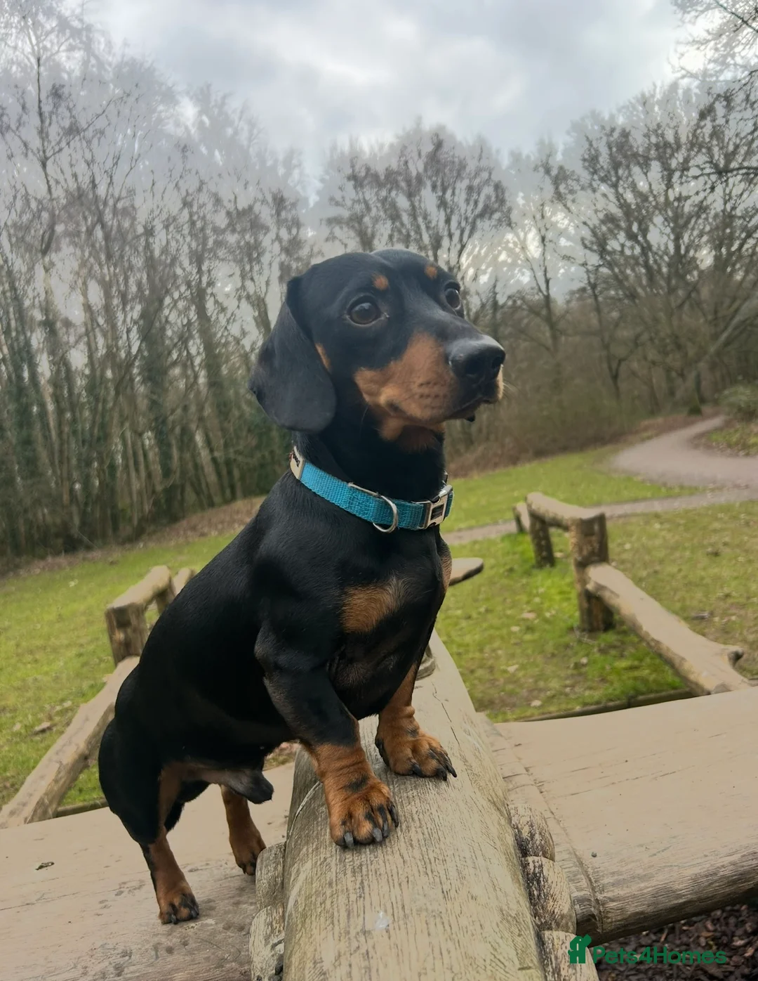 Miniature Dachshund dogs for stud: Mini Dach Simon - Stud only - Advert 5