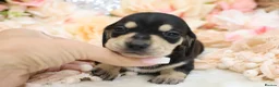 Miniature Dachshund dogs for sale: KC Miniature Dachshund Puppies - Advert 29