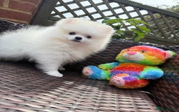 Pomeranian dogs for sale: Pom bears looking for loving homes❤️ - Image 16
