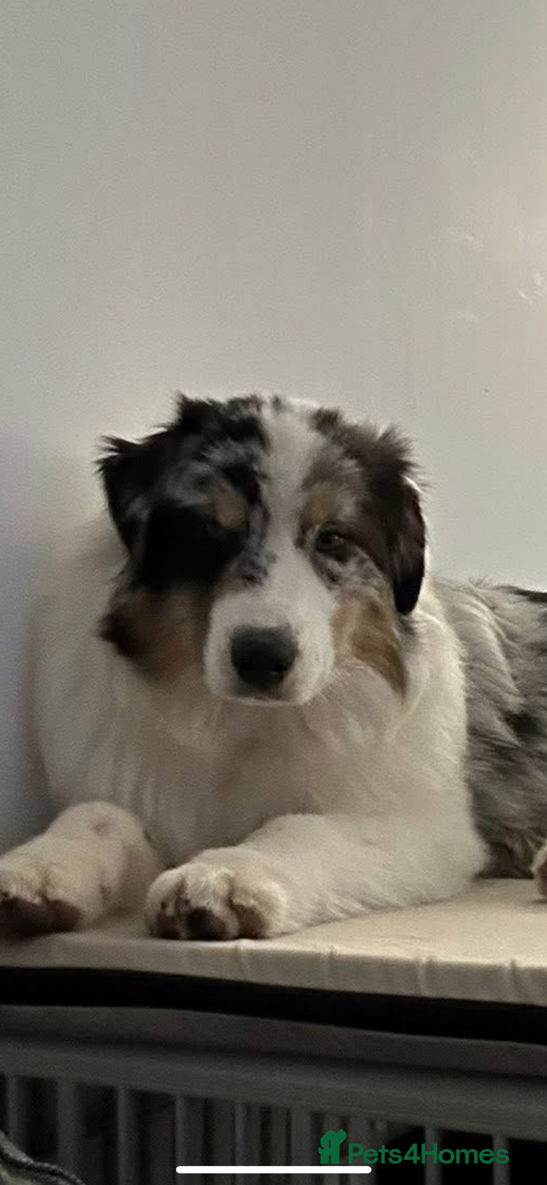 Australian Shepherd dogs for sale: Australian shepherd dog  - Advert 9