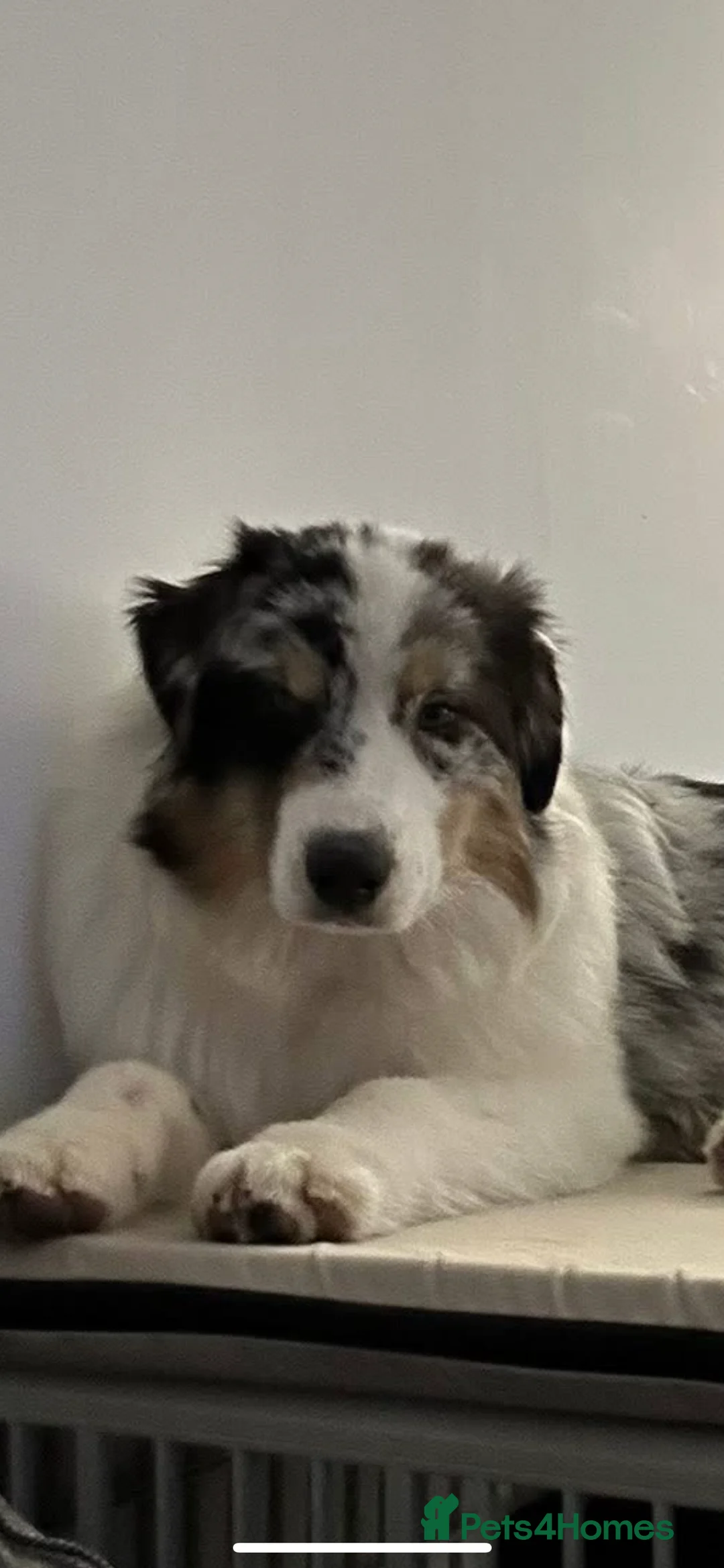 Australian Shepherd dogs for sale: Australian shepherd dog  - Advert 9