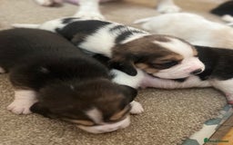 Beagle dogs for sale: KC reg,,, Charterwood//dyalyn  beagles - Image 8