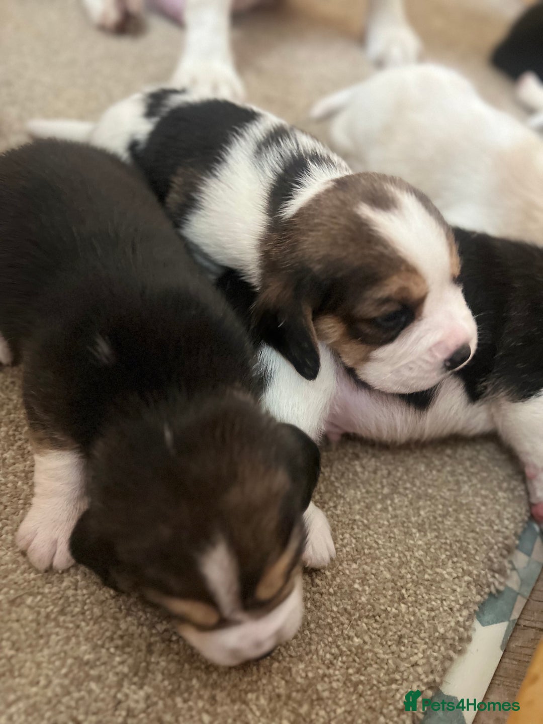 Beagle dogs for sale: KC reg,,, Charterwood//dyalyn  beagles - Image 8