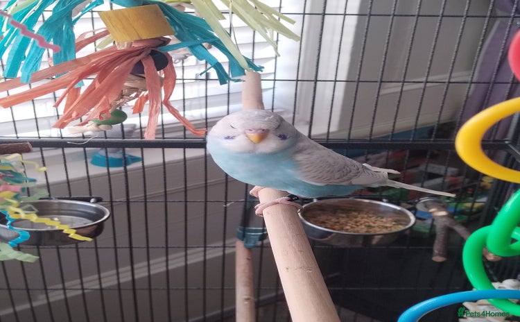 Budgerigars birds - Advert 1