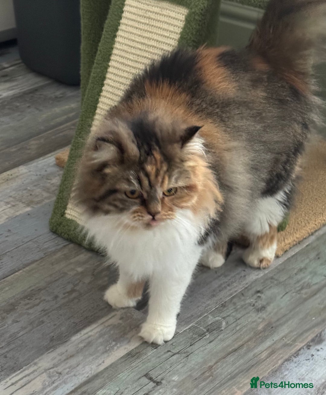 Persian cats for sale: Persian x angora adult  - Advert 2