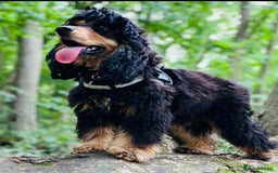 Cocker Spaniel dogs for sale: Health Tested Show Cocker Spaniels - Image 1