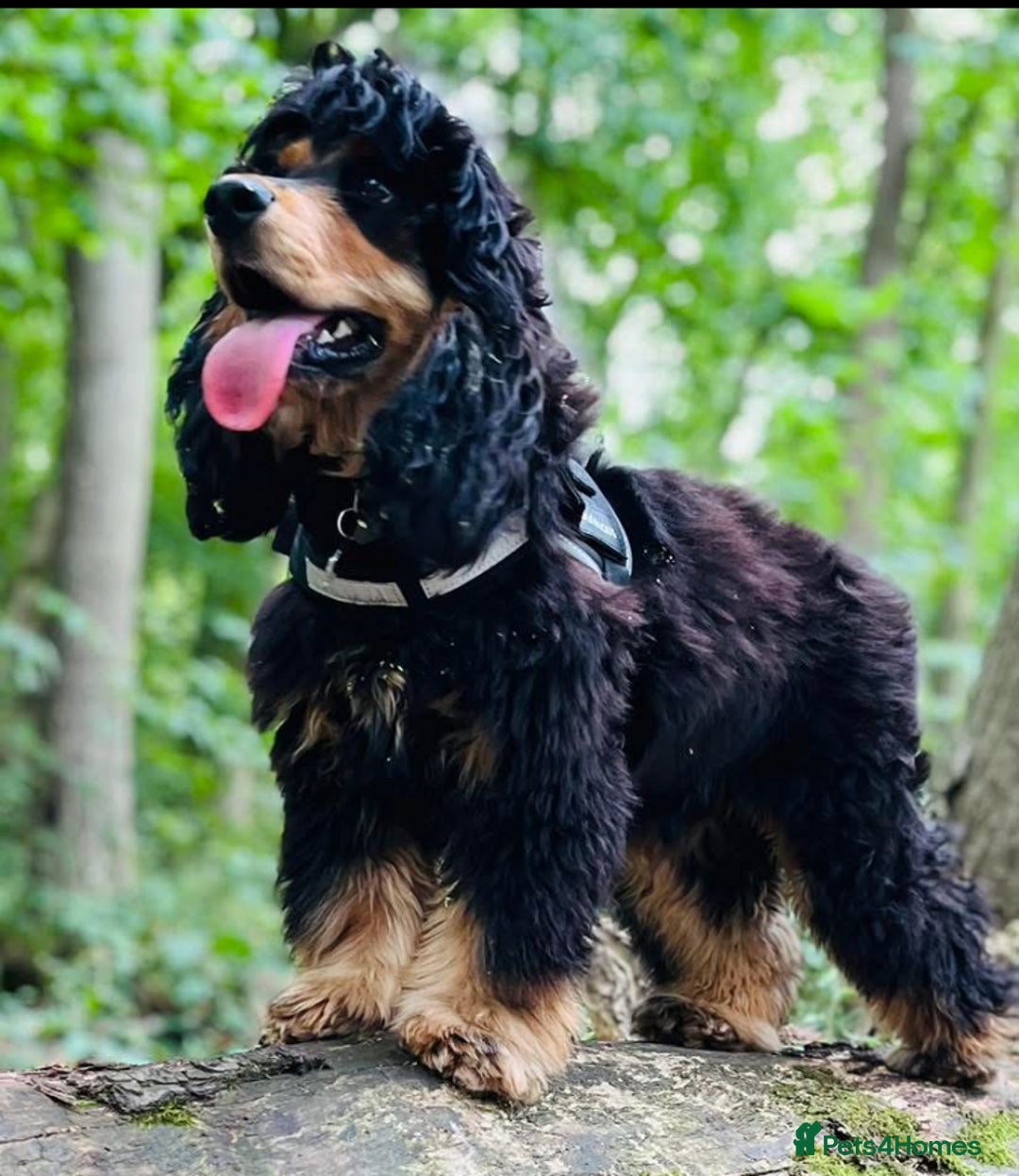 Cocker Spaniel dogs for sale: Health Tested Show Cocker Spaniels - Image 1