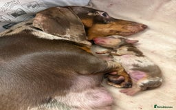 Miniature Dachshund dogs for sale: 🐾🌟 Miniature Dachshund Puppies🌟🐾 - Advert 3