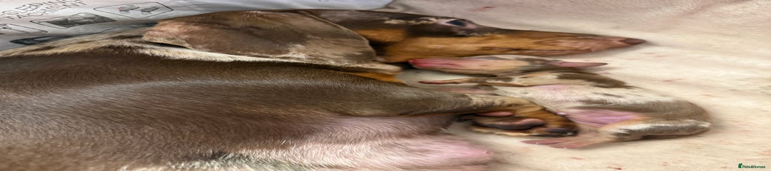 Miniature Dachshund dapple girl 