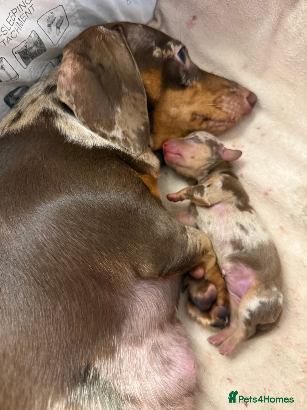 Miniature Dachshund dogs for sale: 🐾🌟 Miniature Dachshund Puppies🌟🐾 - Advert 3