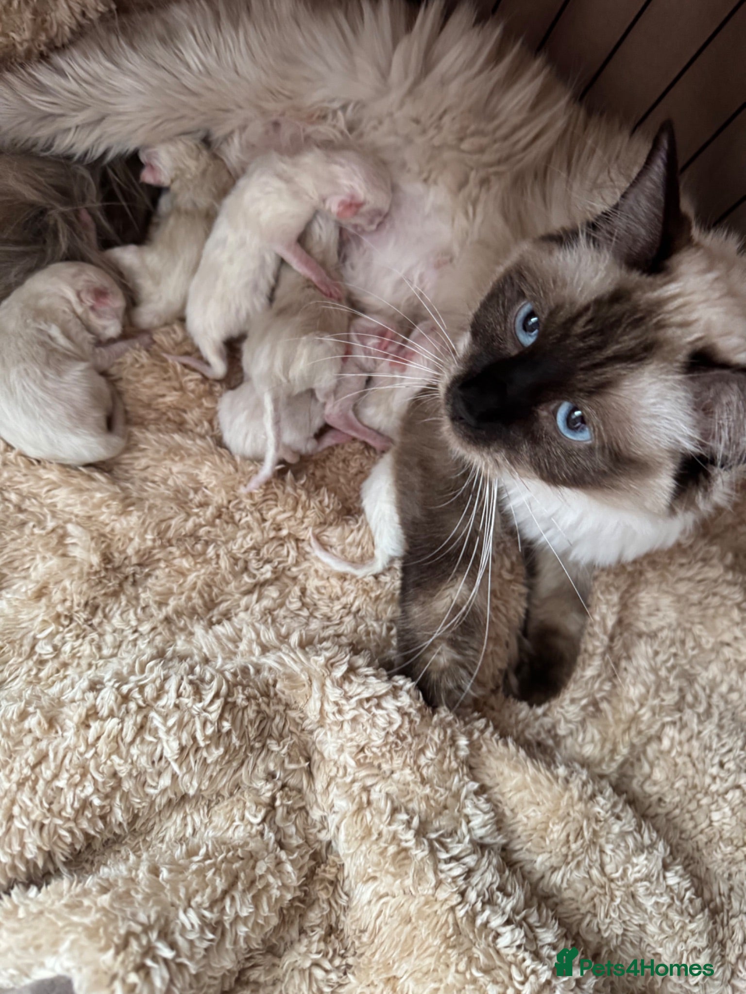 Ragdoll cats 👑 GCCF SEAL POINT MALE RAGDOLL KITTEN 👑 - Advert 1