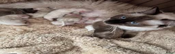 Ragdoll cats for sale: 👑 SEAL POINT RAGDOLL KITTENS 👑 - Advert 2