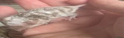 Mouse rodents for sale: Baby mice, well handled texal and fancy - Advert 3