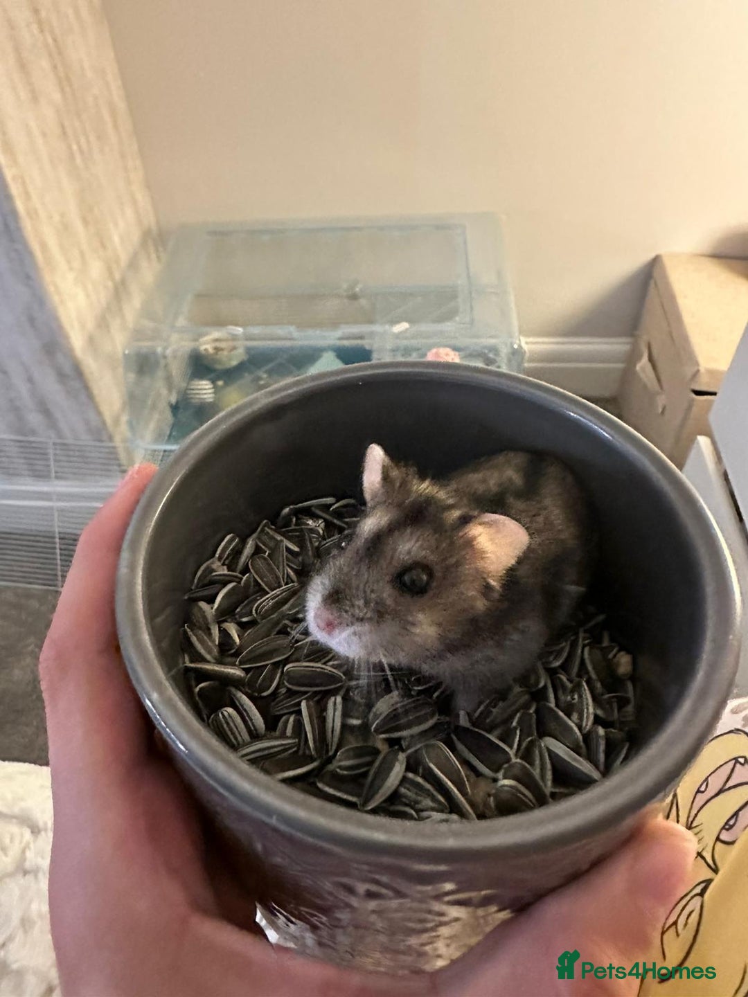 Hamster rodents for sale: Honey the hamster  - Advert 2