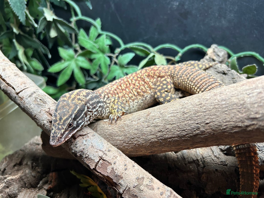 Monitor reptiles for sale: RED ACKIE MONITOR FOR SALE  - Image 5