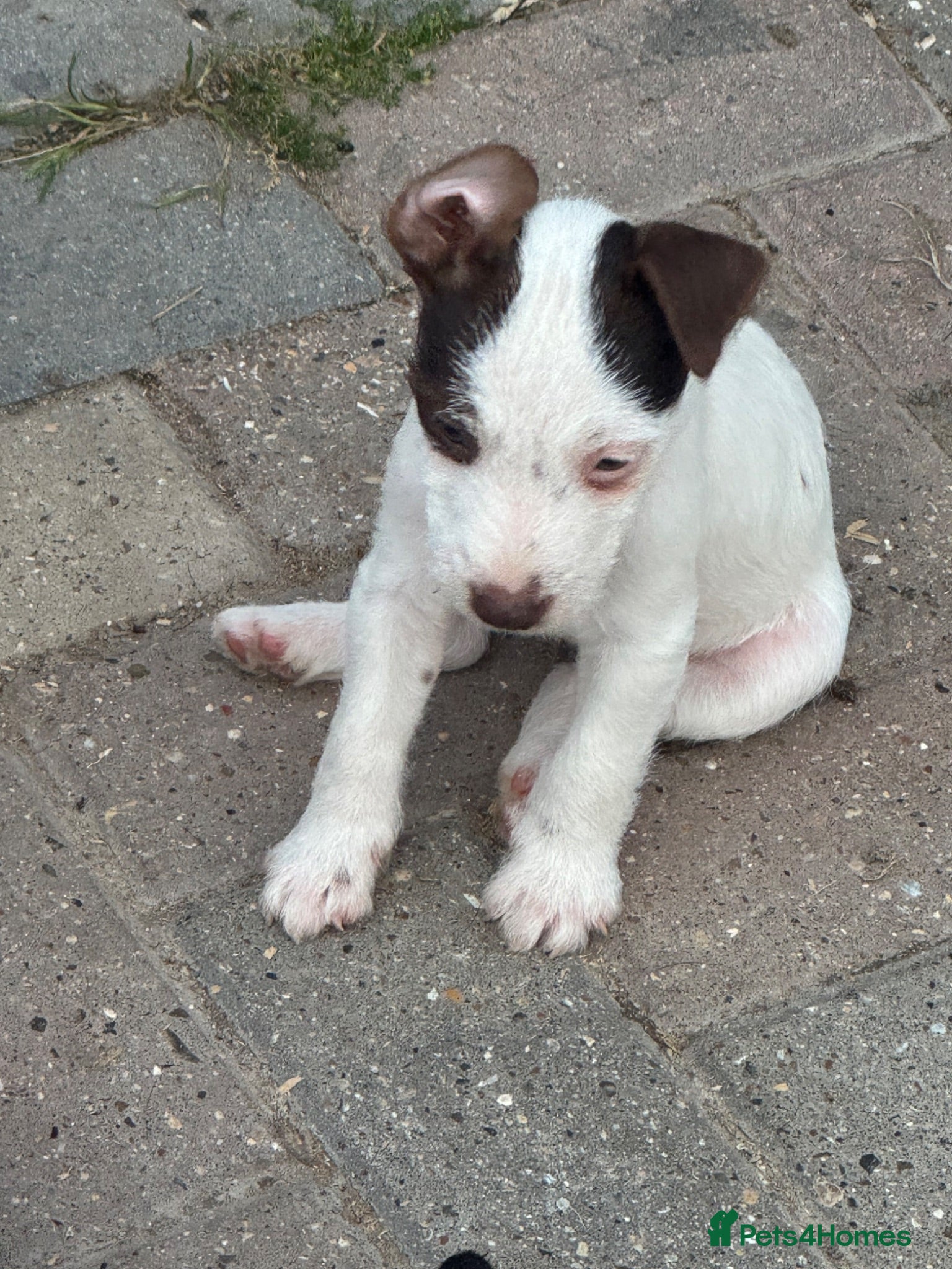 Jack Russell dogs 🐾Jack Russell Pups for Their Forever Homes! 🐾 - Advert 2