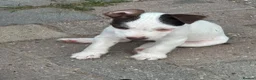 Jack Russell dogs for sale: 🐾Jack Russell Pups for Their Forever Homes! 🐾 - Advert 2