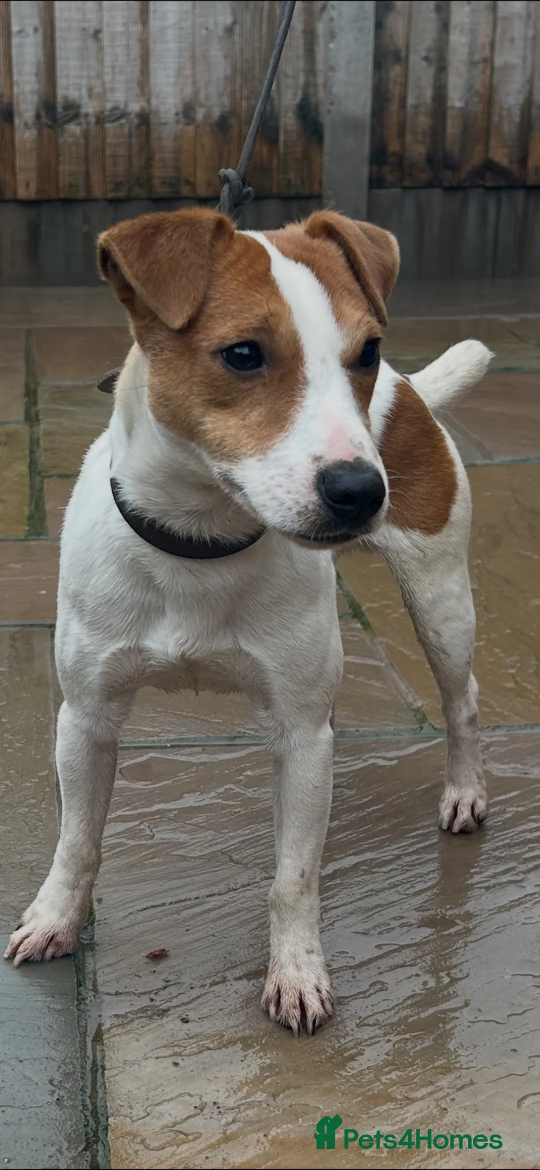 Jack Russell dogs for stud: Jack Russel Proven Stud - Advert 1