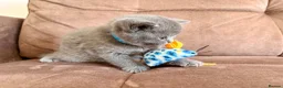British Shorthair cats for sale: 4 beautiful British Shorthair Blue kittens 🩵 - Advert 8
