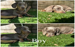 Miniature Dachshund dogs for sale: Girl&Boy READY TO LEAVE ❤️ Mini Dachshund puppies! - Image 3