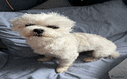 Maltese dogs for stud: Meet Miko! - Image 6