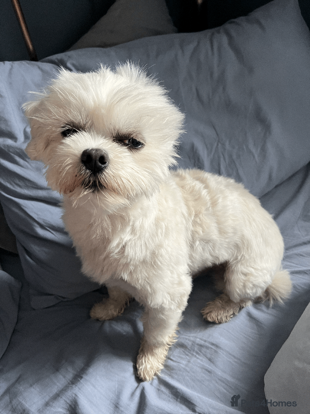 Maltese dogs for stud: Meet Miko! - Image 6