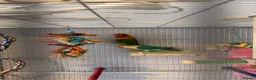 Lovebirds birds for sale: 2 lovebirds and cage - Advert 2