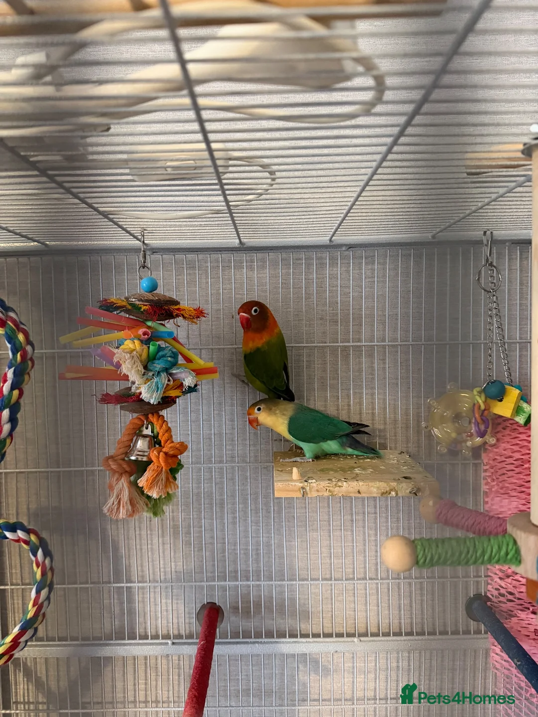 Lovebirds birds for sale: 2 lovebirds and cage - Advert 2