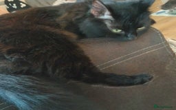 Mixed Breed cats for sale: Fluffy Chocolate colour boy left  - Image 3