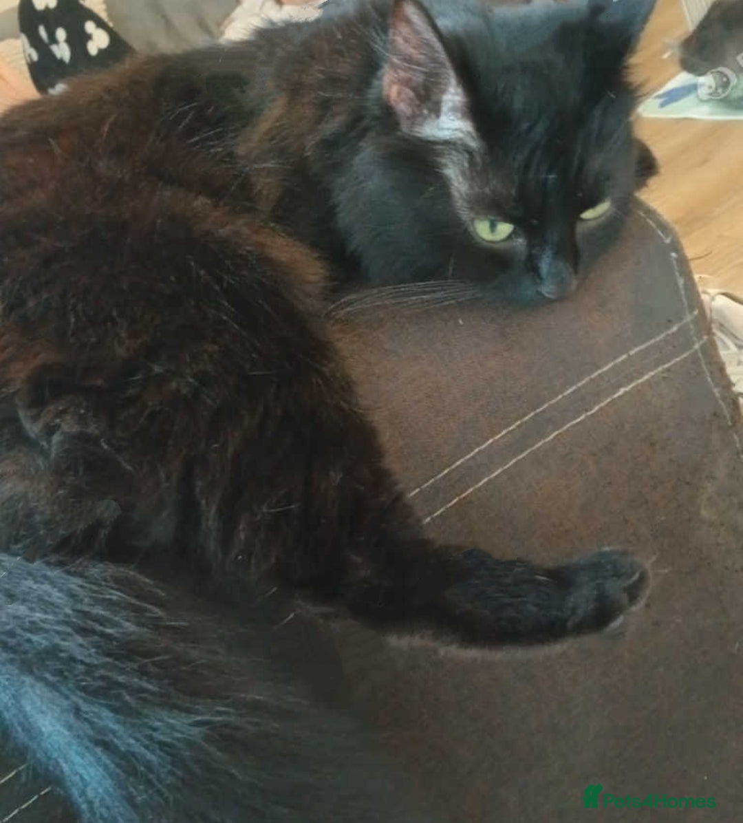 Mixed Breed cats for sale: Fluffy Chocolate colour boy left  - Image 3