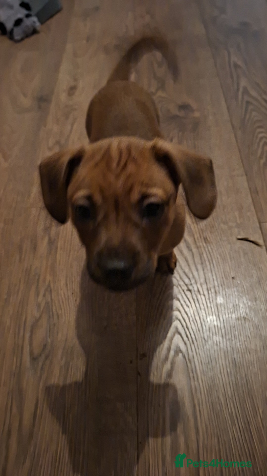 Mixed Breed dogs 🐾 Gorgeous Mixed-Breed Puppies – 🐾 - Advert 4