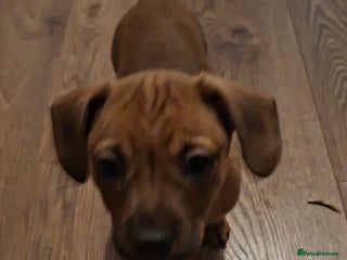 Mixed Breed dogs 🐾 Gorgeous Mixed-Breed Puppies – 🐾 - Advert 9