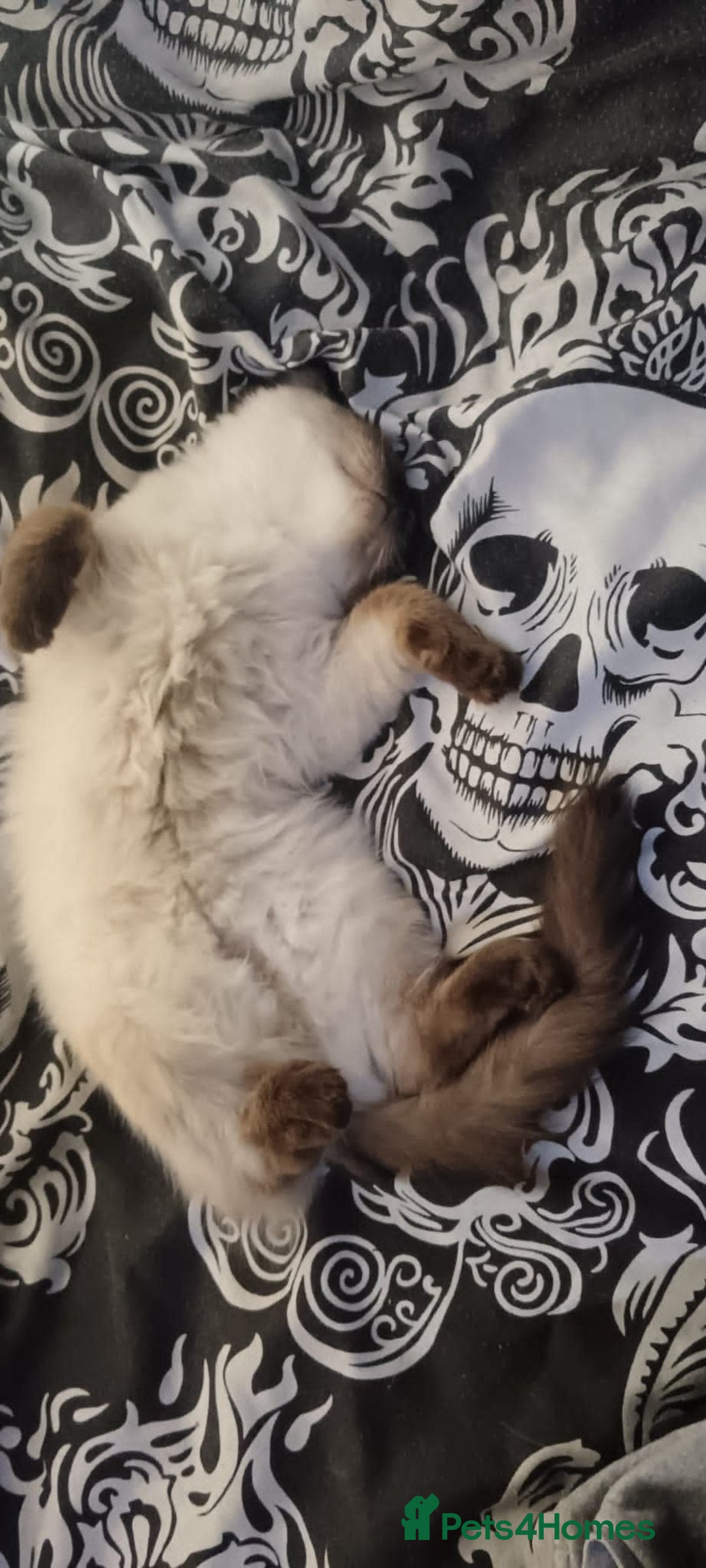 Ragdoll cats for sale: Male ragdoll adult - Image 4