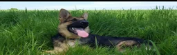 German Shepherd dogs for sale: German Shepherd puppies all colours ready end Aug - Advert 23