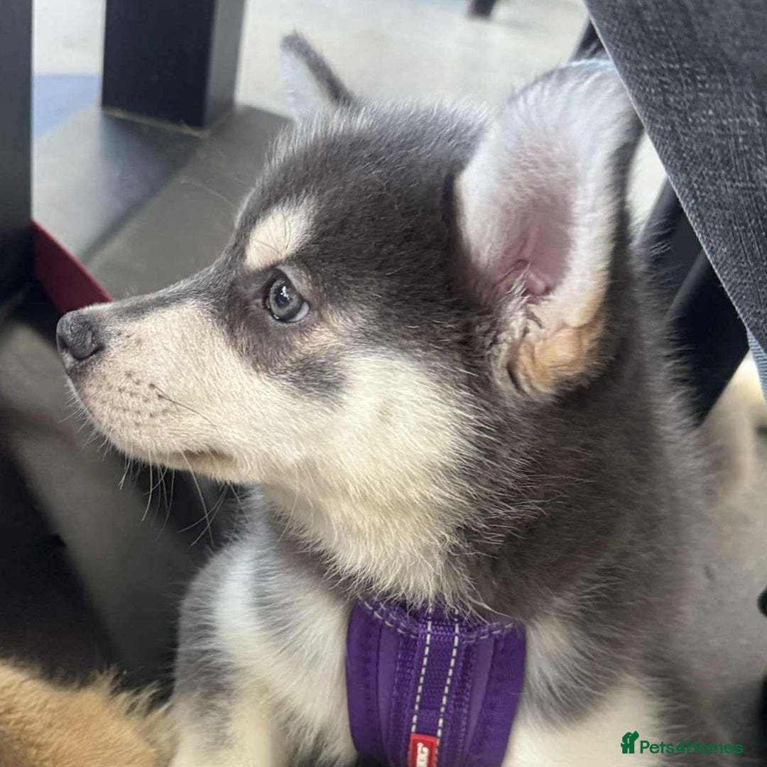 Pomsky dogs for sale: Fully Vaccinated! Ready Now! Last 2 Pomsky Puppies - Image 10
