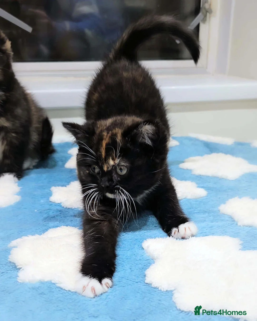 British Shorthair cats for sale: Last Available Calico Girl – Unique & Sweet Nature - Advert 3