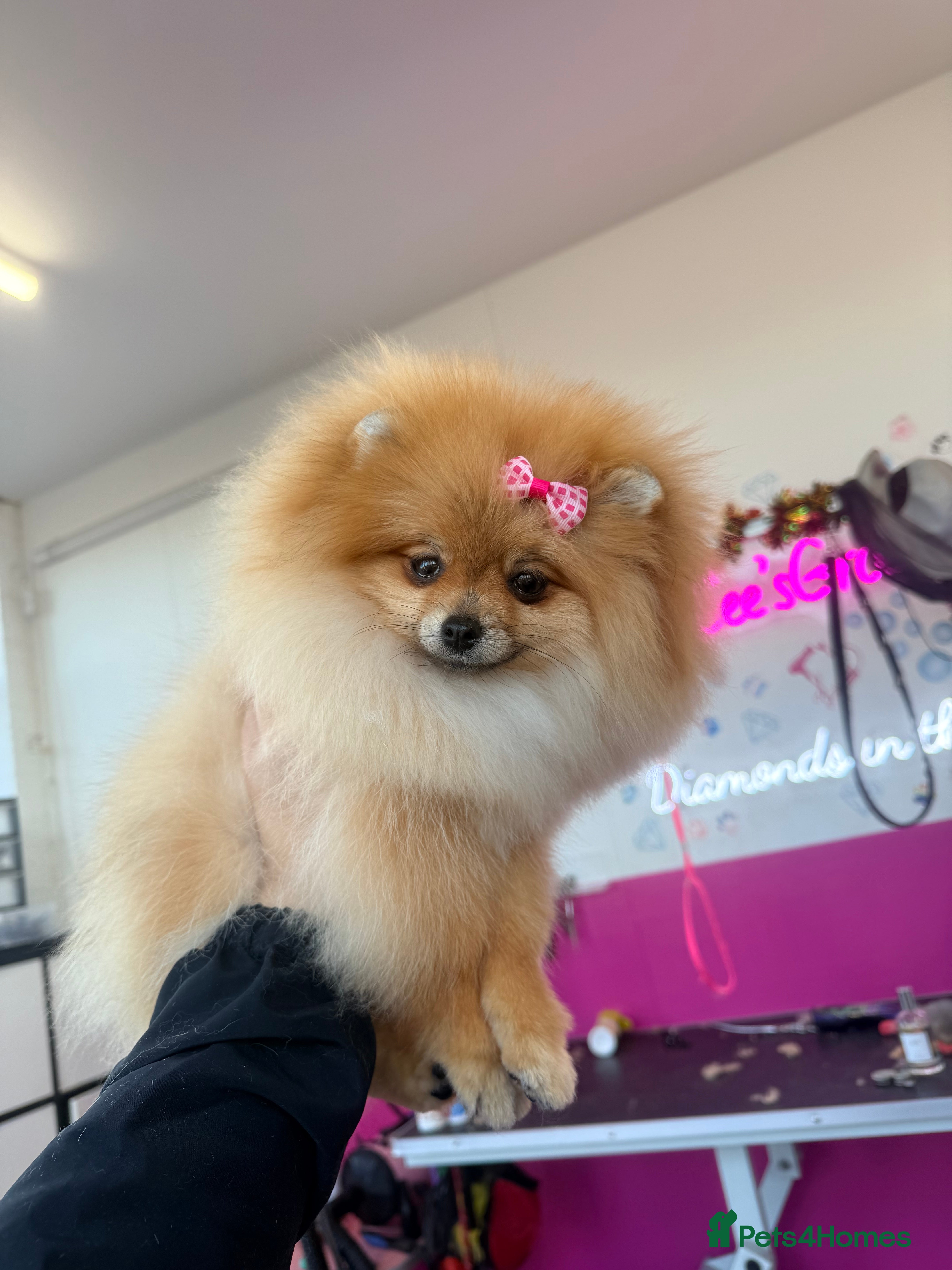 Pomeranian dogs orange Pomeranian puppy - Advert 4