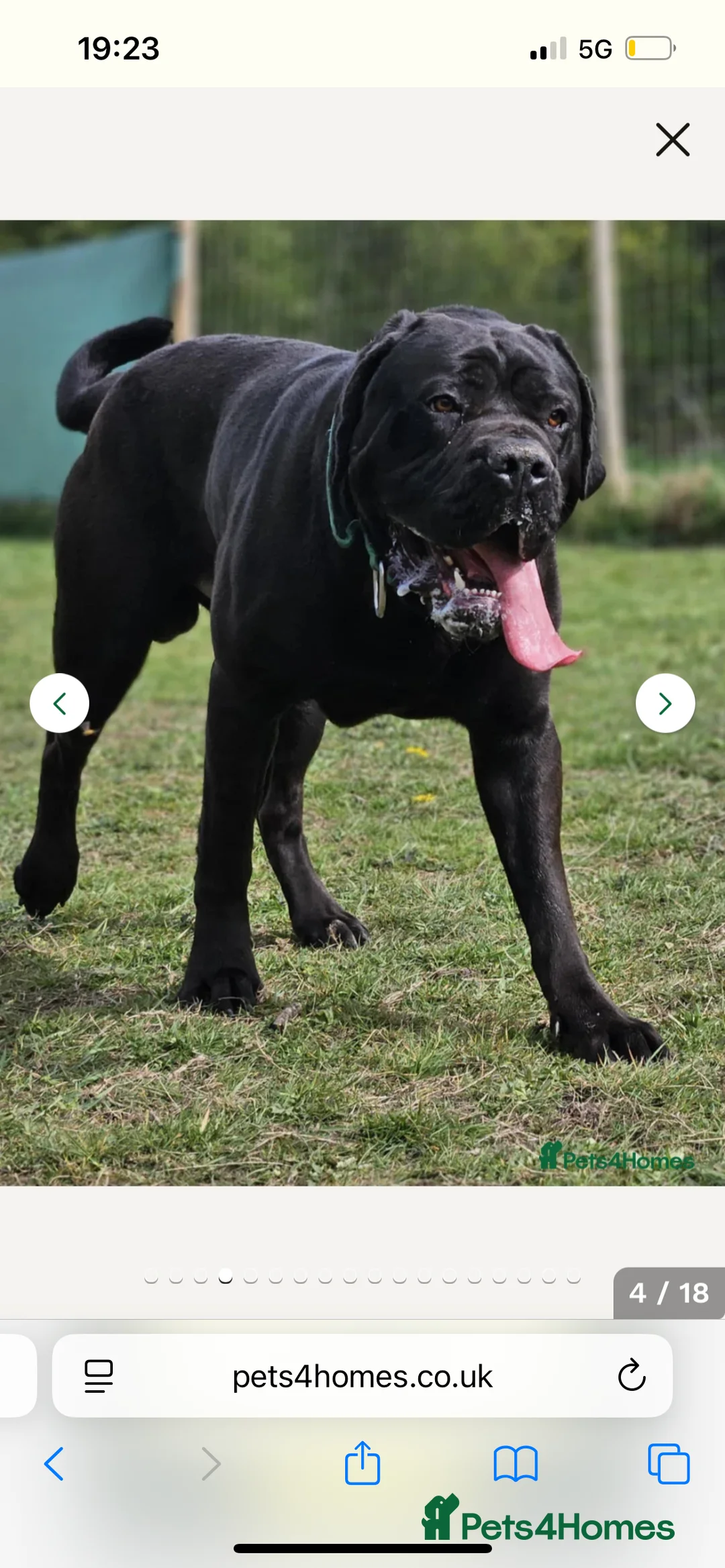 Cane Corso dogs for sale: Cane corso pups  - Advert 14