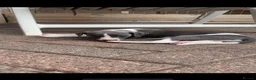 Whippet dogs for sale: Blue Kennel Club Registered Whippet pups - Advert 7