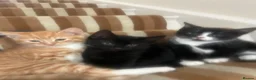Mixed Breed cats for sale: Beautiful male kittens  - Advert 2