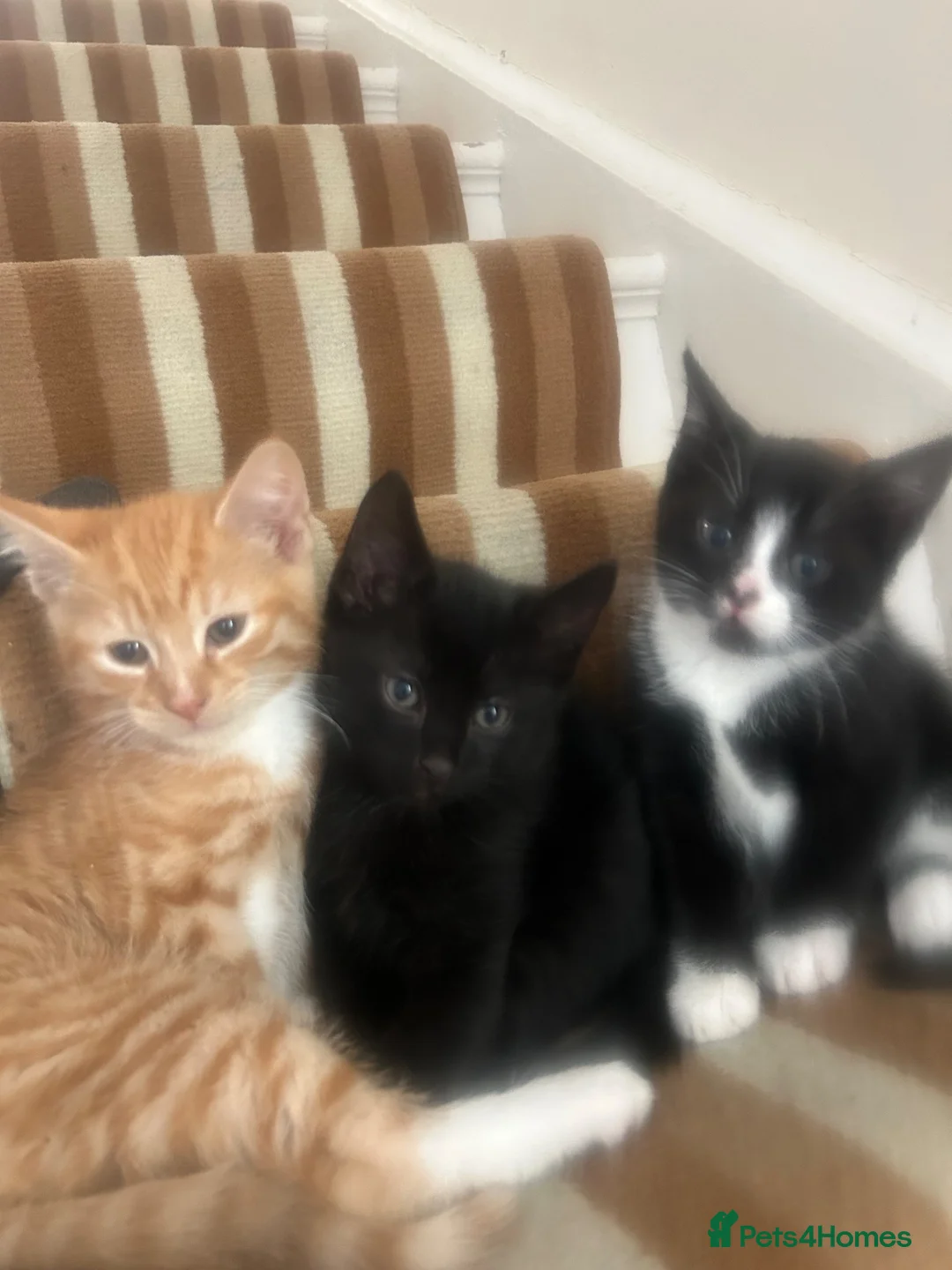 Mixed Breed cats for sale: Beautiful male kittens  - Advert 2