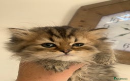 Persian cats for sale: 7 x beautiful persian kittens ready Thursday 14/08 - Image 22