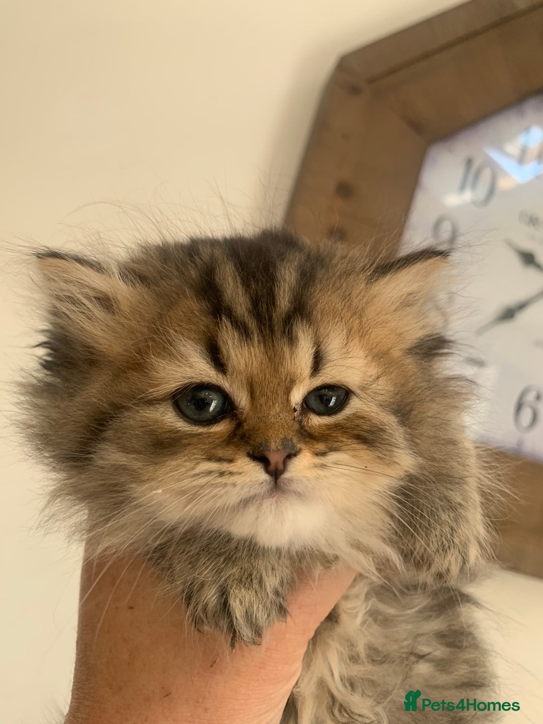 Persian cats for sale: 7 x beautiful persian kittens ready Thursday 14/08 - Image 22