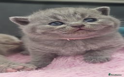 British Shorthair cats for sale: GCCF British Shorthair Kittens Champion - Image 4